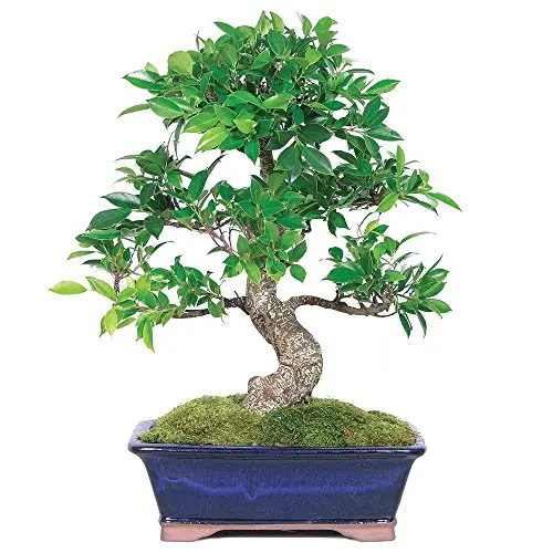 Brussel’s Bonsai Golden Gate Ficus – Mature Indoor Bonsai Tree in Large Ceramic Pot
