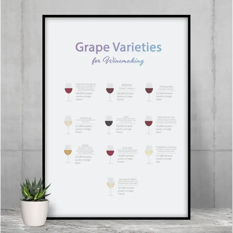 Grape Varietal Guide Poster – Winemaking Education Wall Art