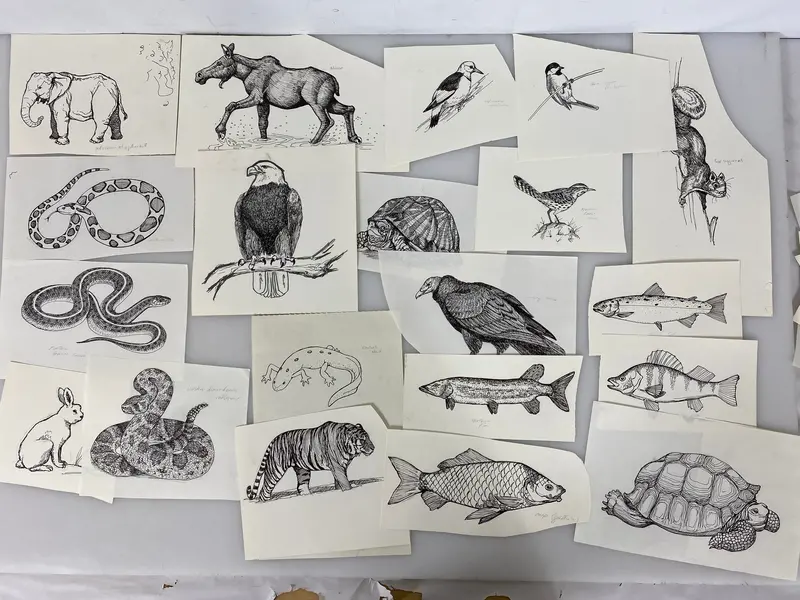 Hand-Illustrated Animal Sketch Collection – 165+ Original Pencil & Ink Drawings