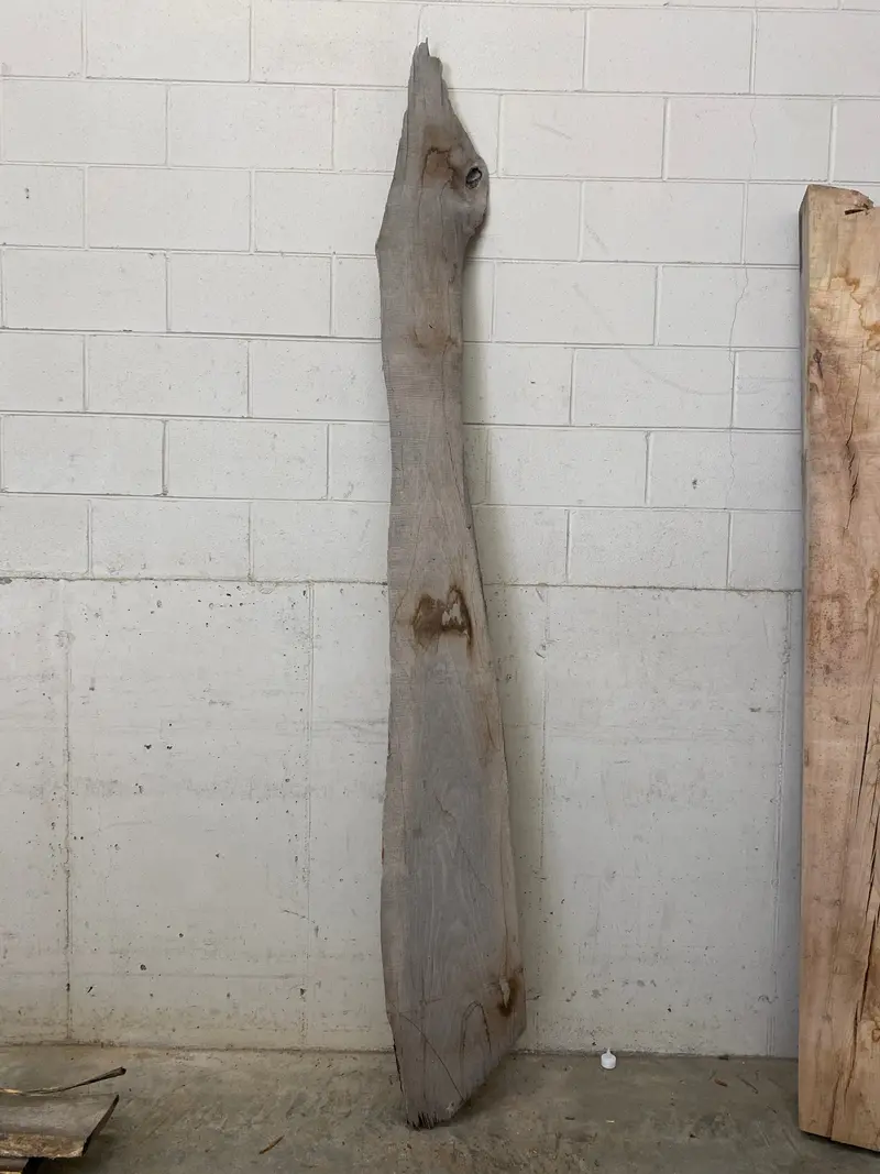 MSU Shadows Live Edge Slab – Unidentified Species #26