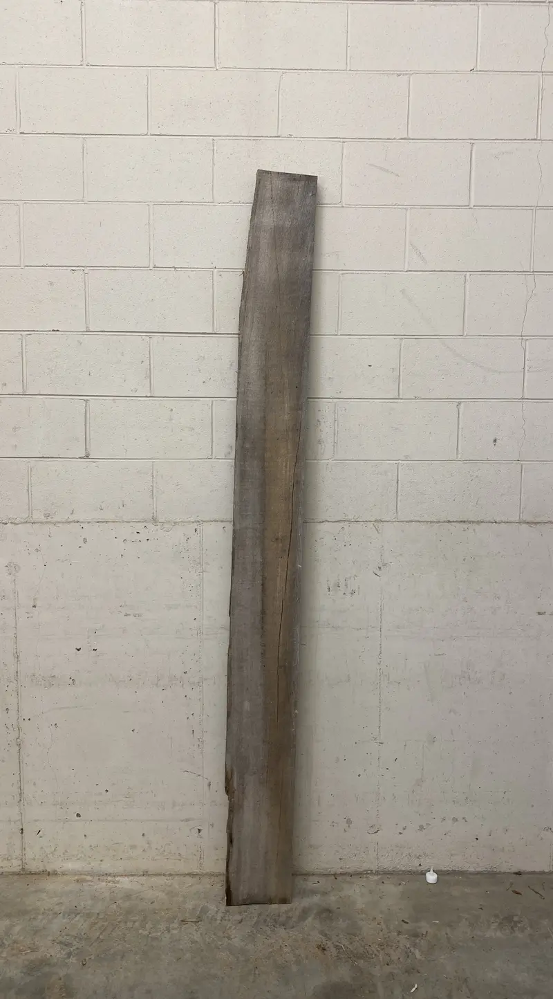 MSU Shadows Slab Wood – Mysterious Species #23