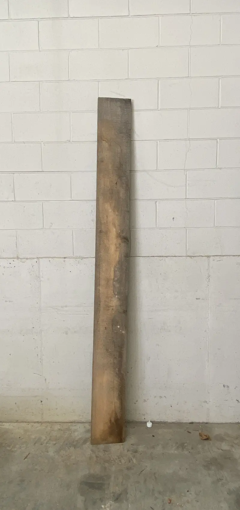 MSU Shadows Slab Wood – Undisclosed Species #33